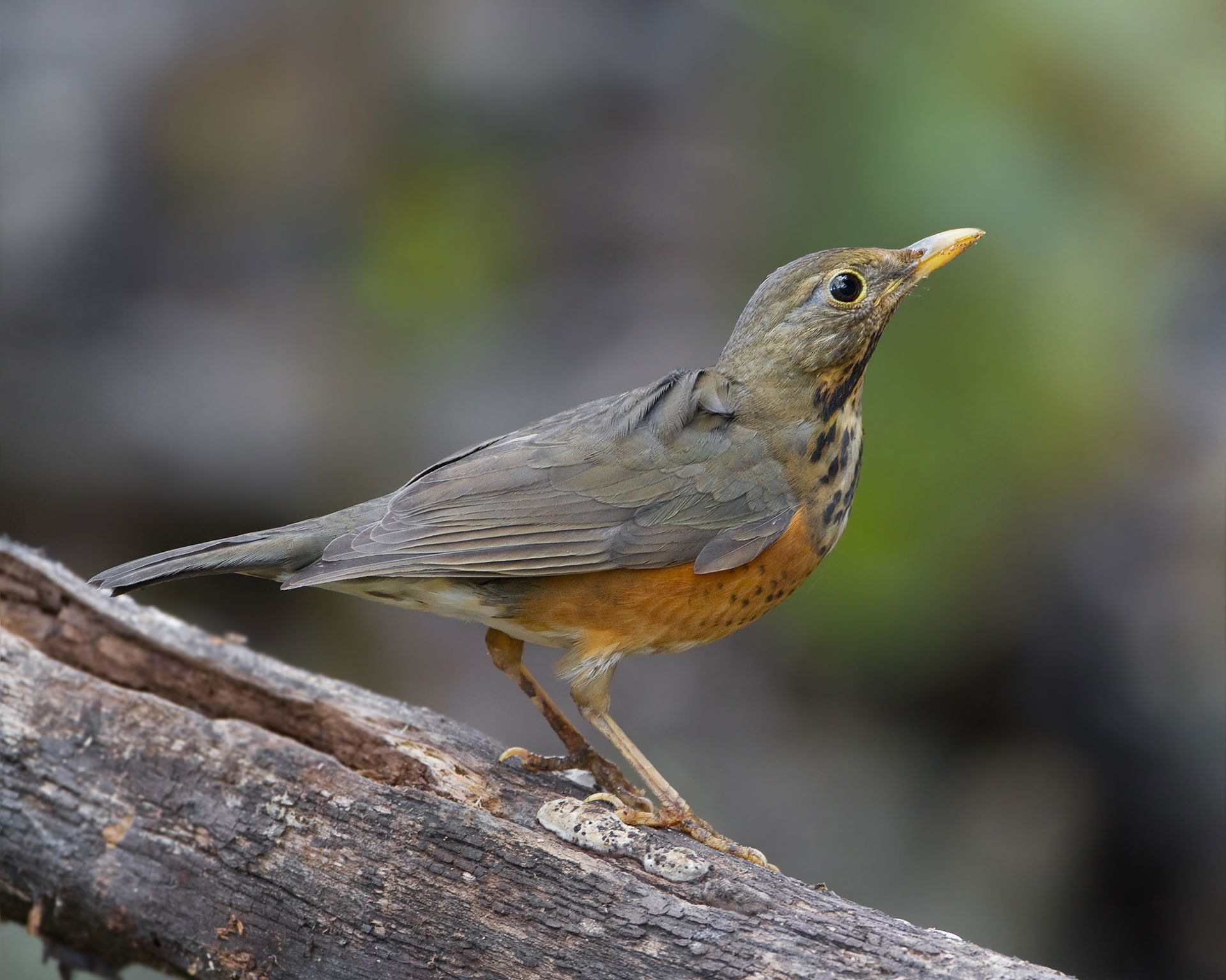Black-breasted Thrush (Turdus dissimilis) female, Royal Agricul…