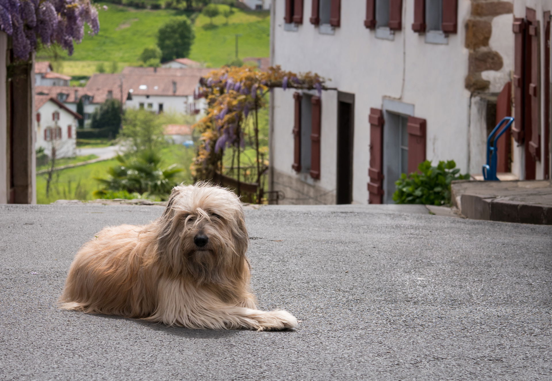 Catalan sheep dog in Sara, Basque Country, France