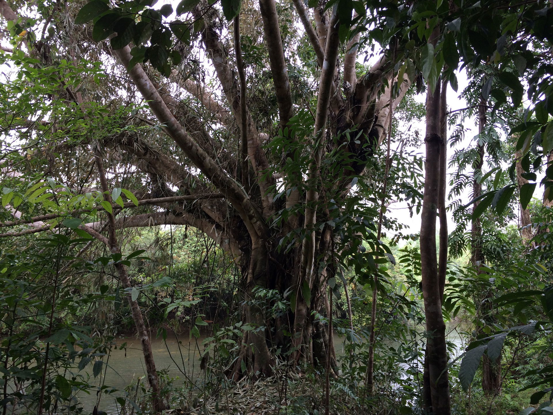 A Balete Tree on the edge of a river in the Philippines. Locate…
