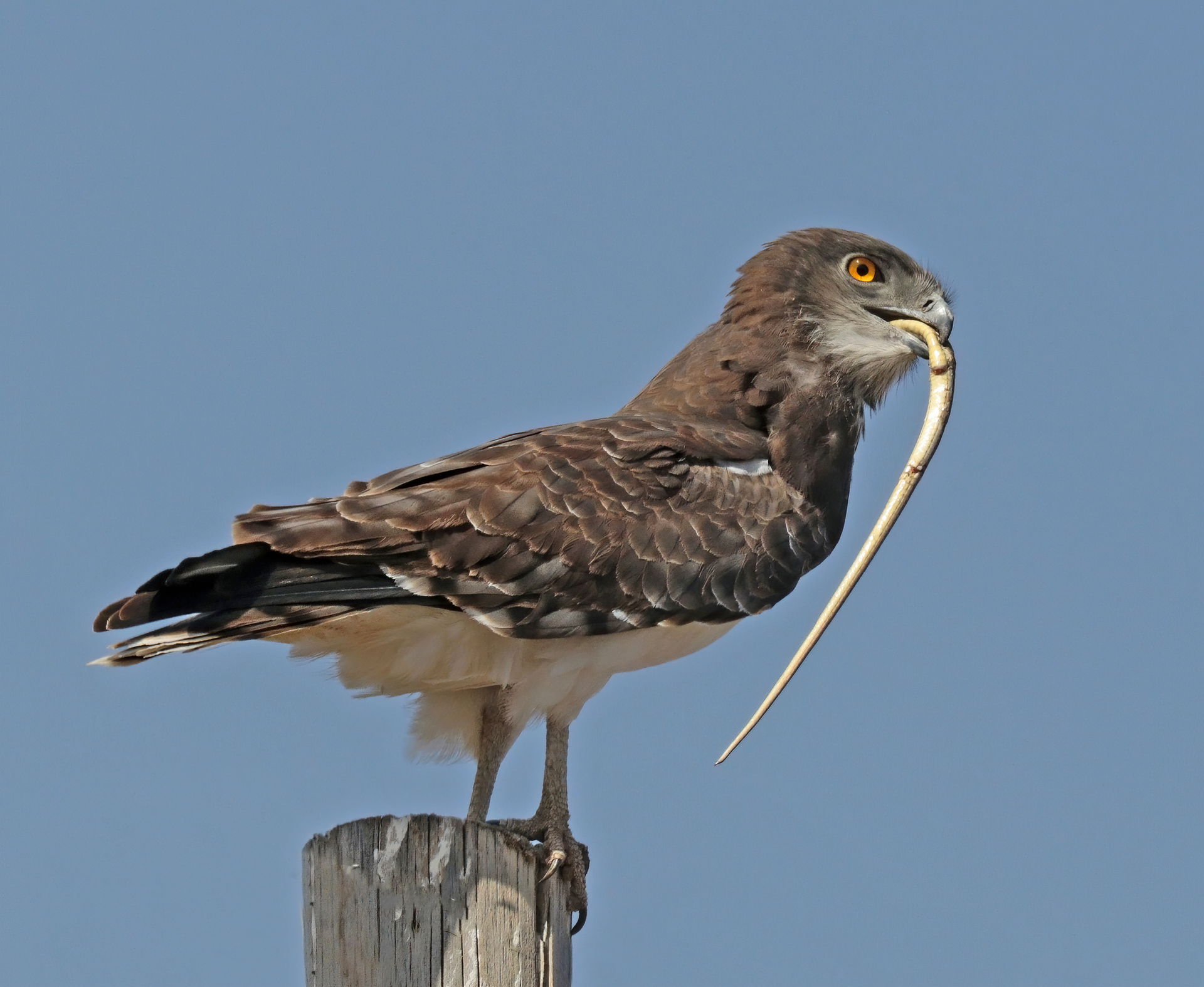 Black-chested (formerly short-toed) snake eagle (Circaetus pect…