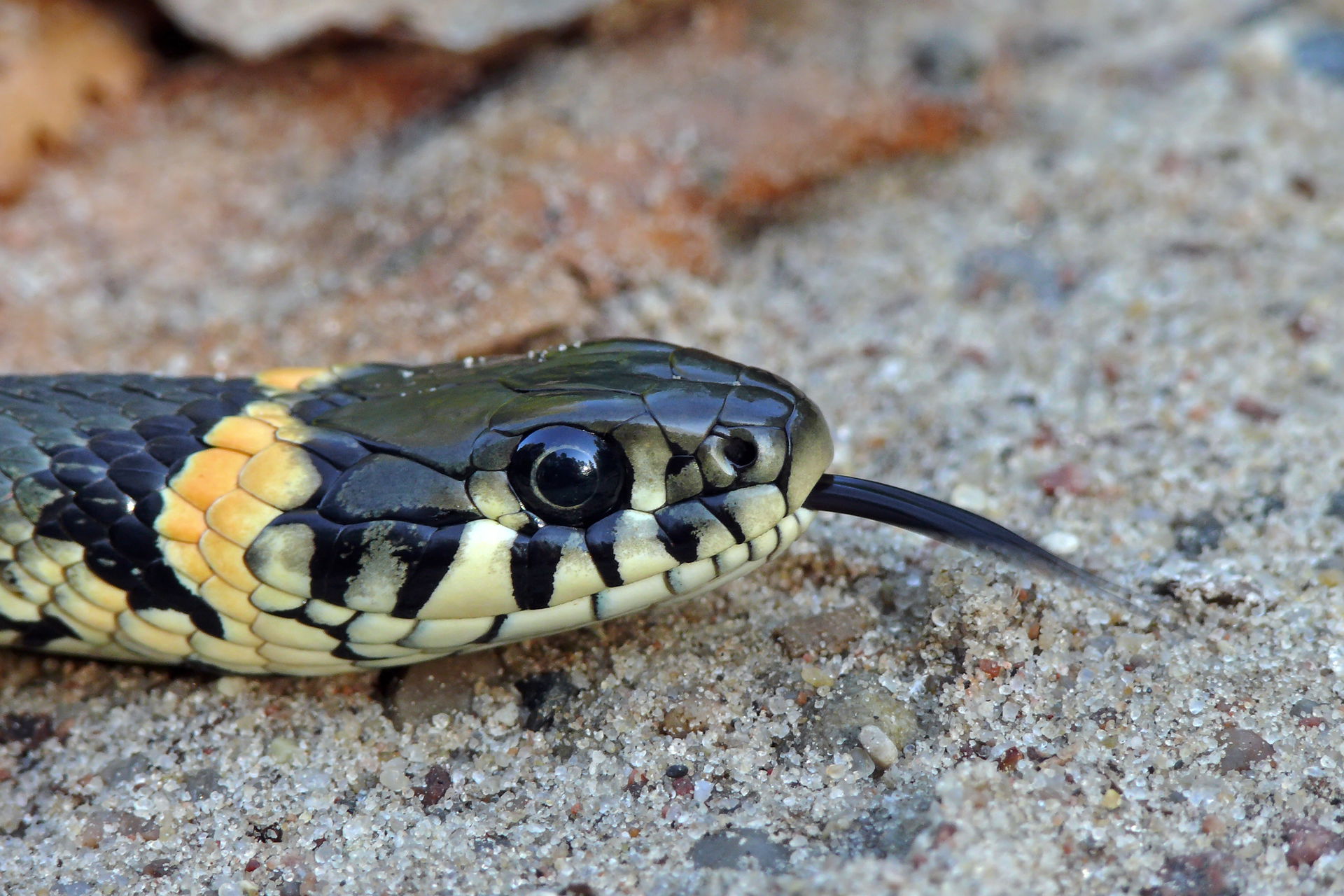 The Grass Snake (Natrix natrix)