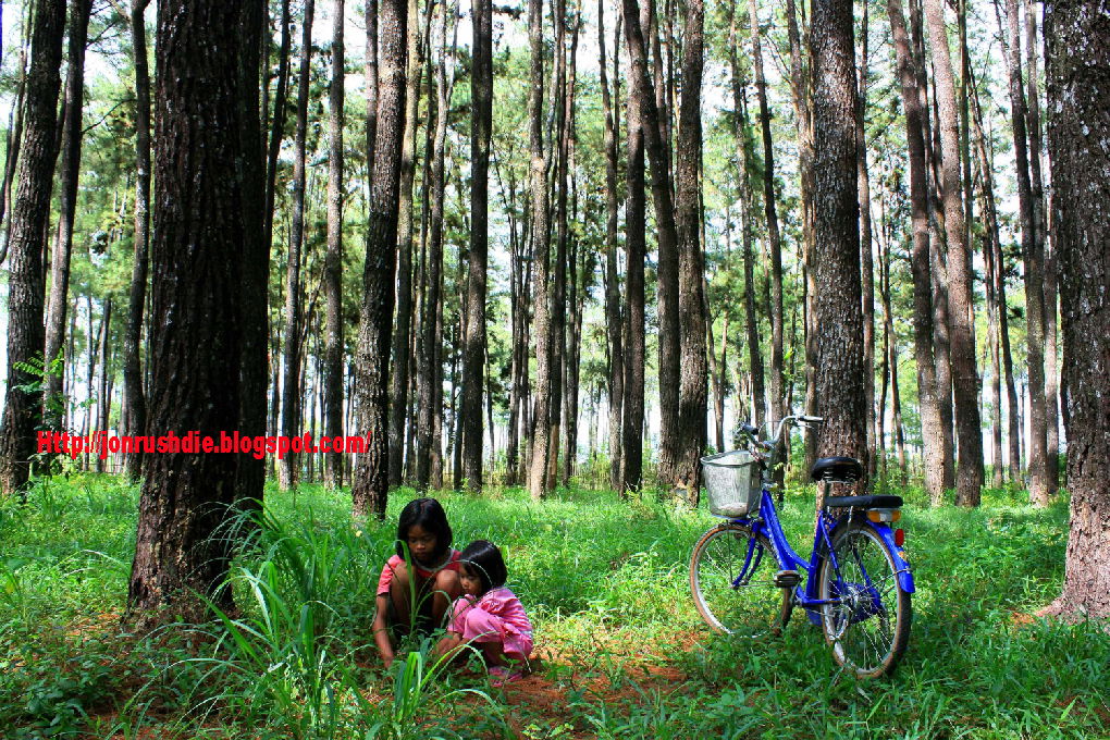 gambar hutan pinus banjarbaru dekat irigasi banjarbaru