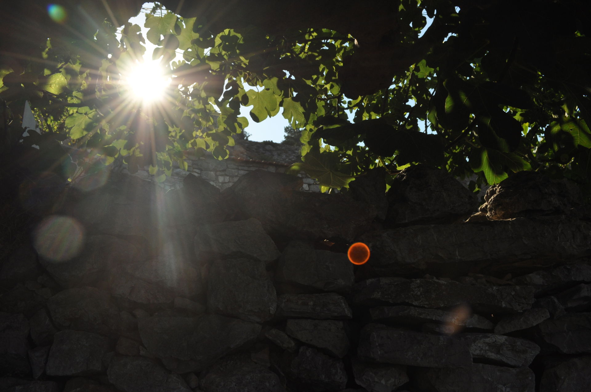 Anavatos, Chios. Fig tree :)