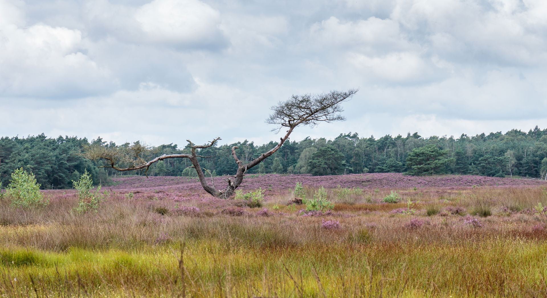 Walk on the Tongeren Heide. Dead tree on marshy heath.
