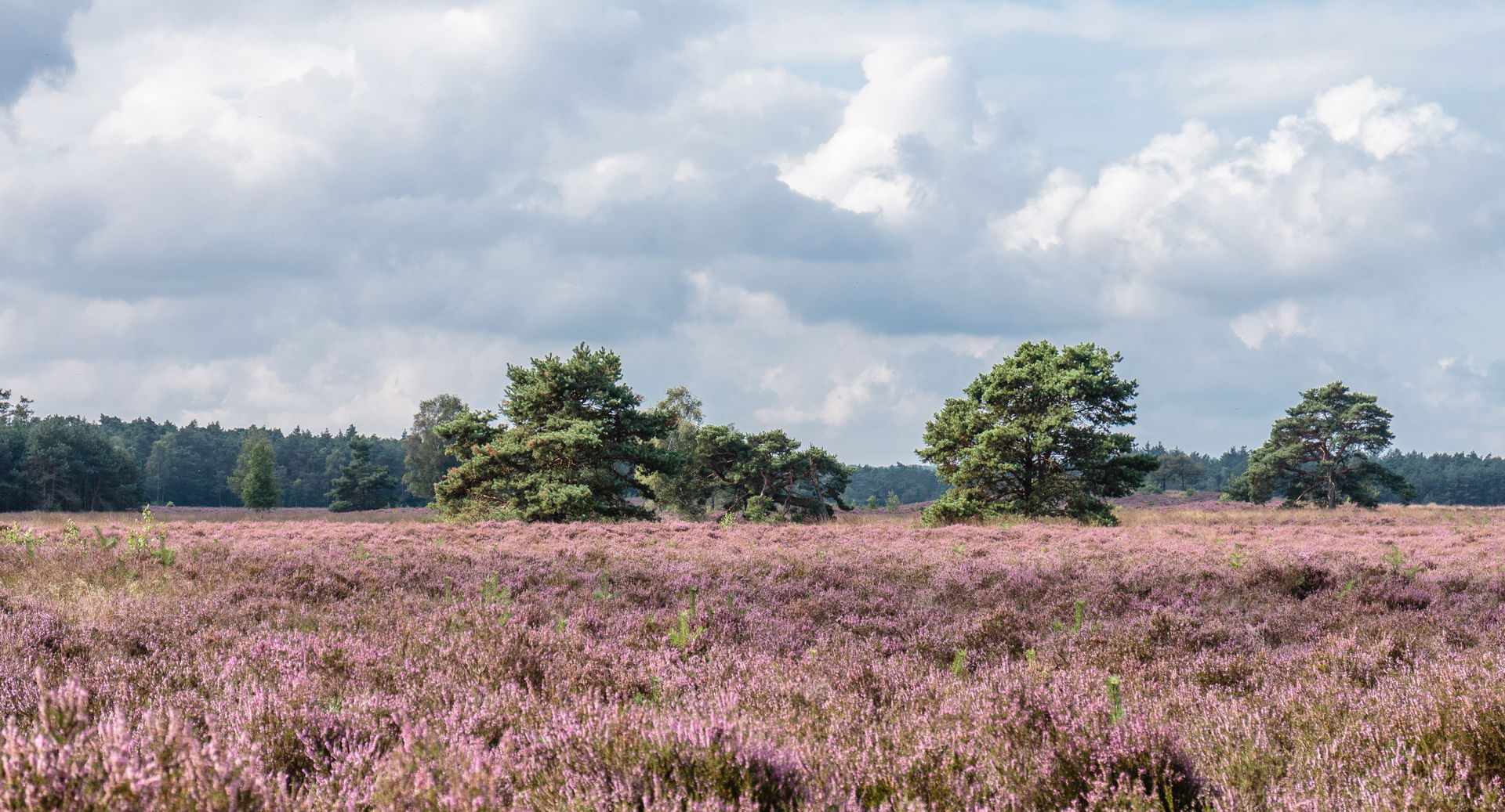 Walk on the Tongeren Heide. Flowering heather with Pinus sylves…
