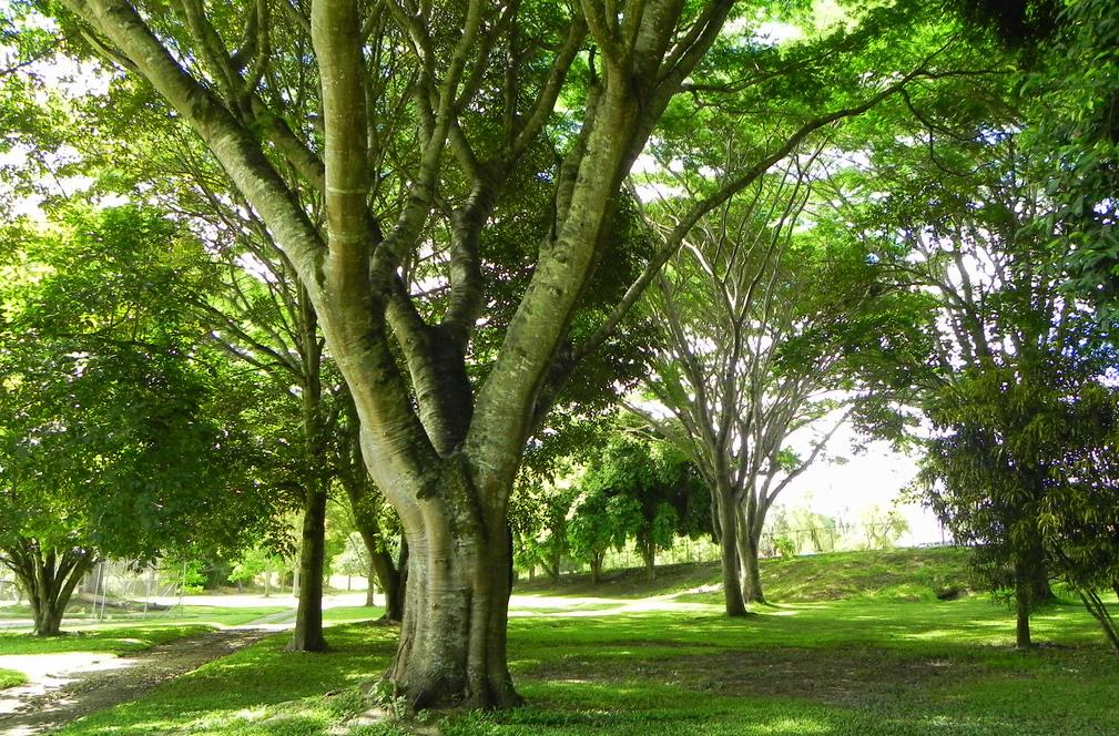 Parque en Bocono, Trujillo, Venezuela
