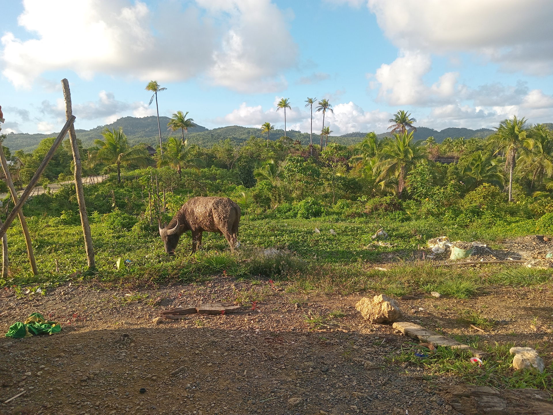 A cattle farm in Borongan City, Eastern Samar