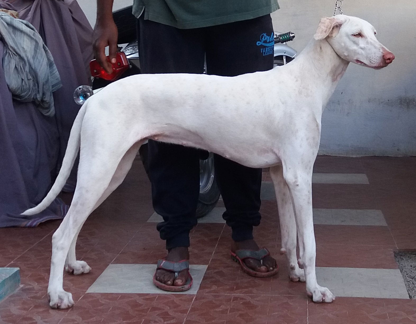 Semi-adult female rajapalayam dog