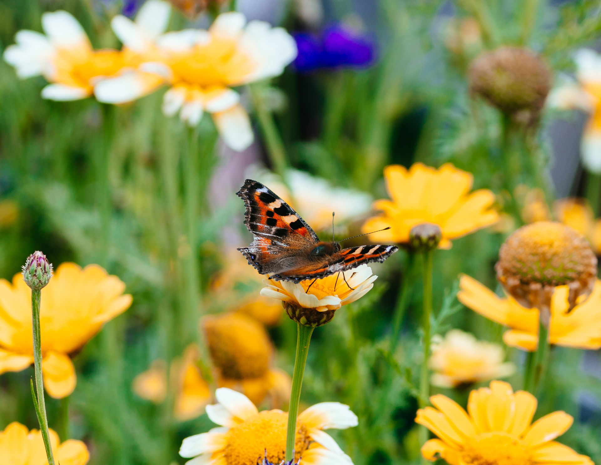 Small tortoiseshell butterfly pollinating a flower on the groun…