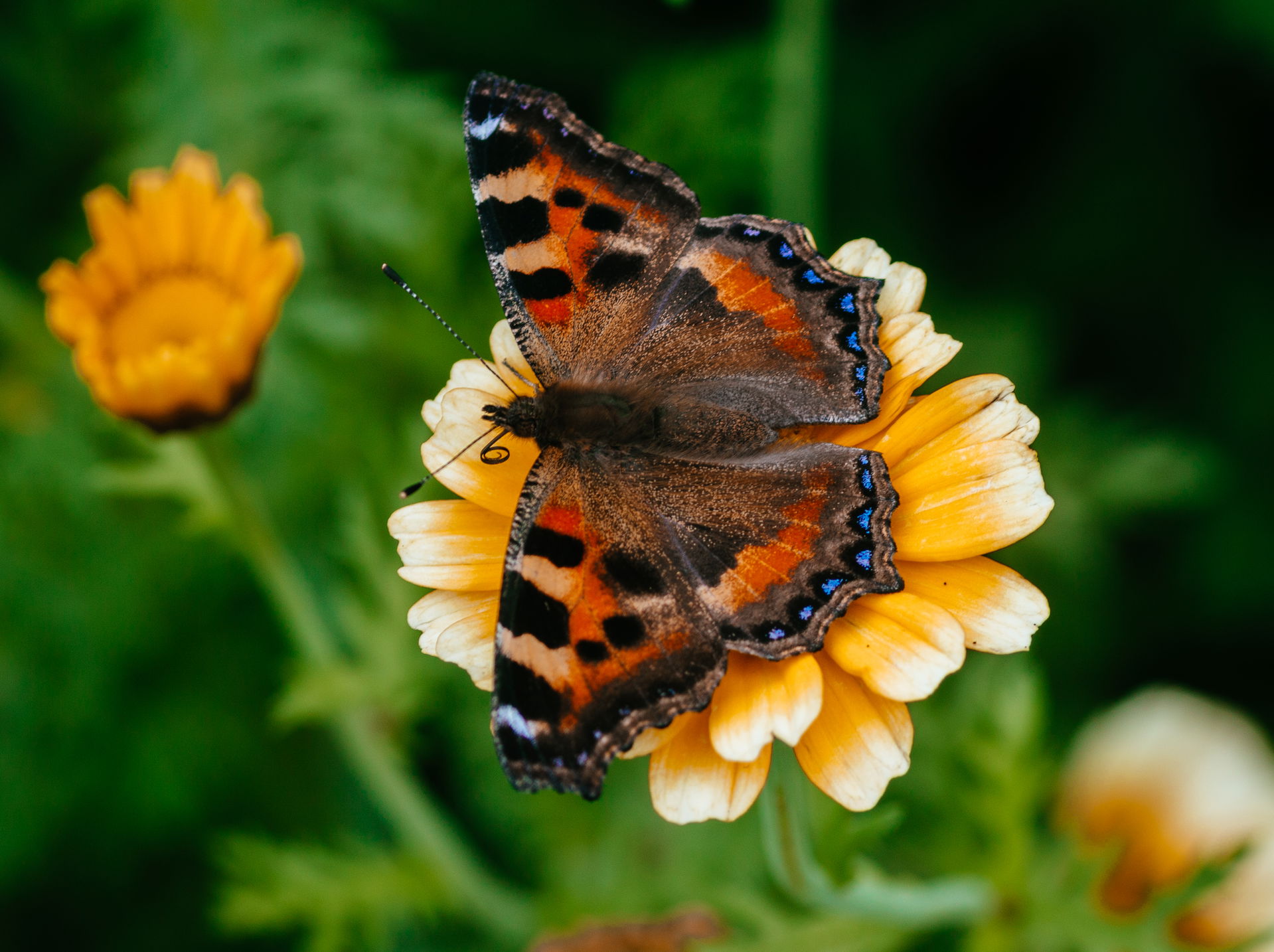 Small tortoiseshell butterfly pollinating a flower on the groun…