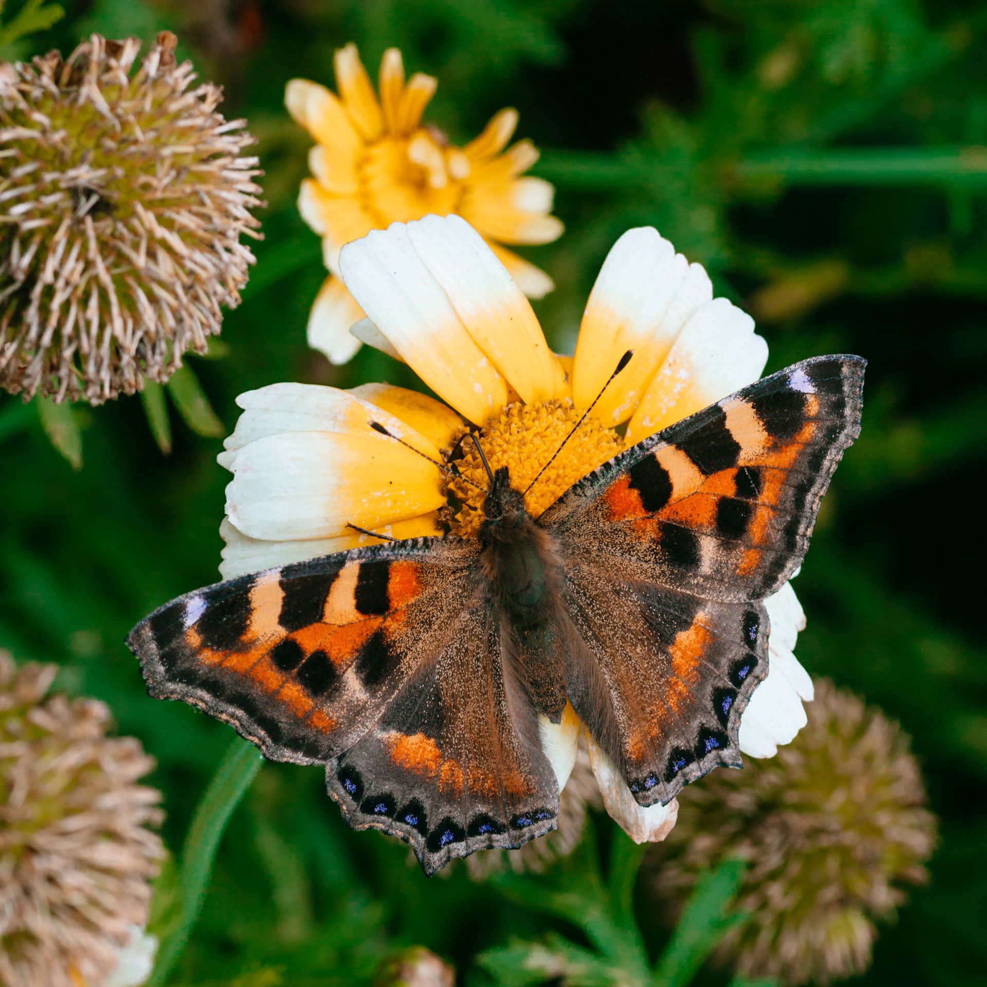 A small tortoiseshell butterfly pollinating a Glebionis coronar…