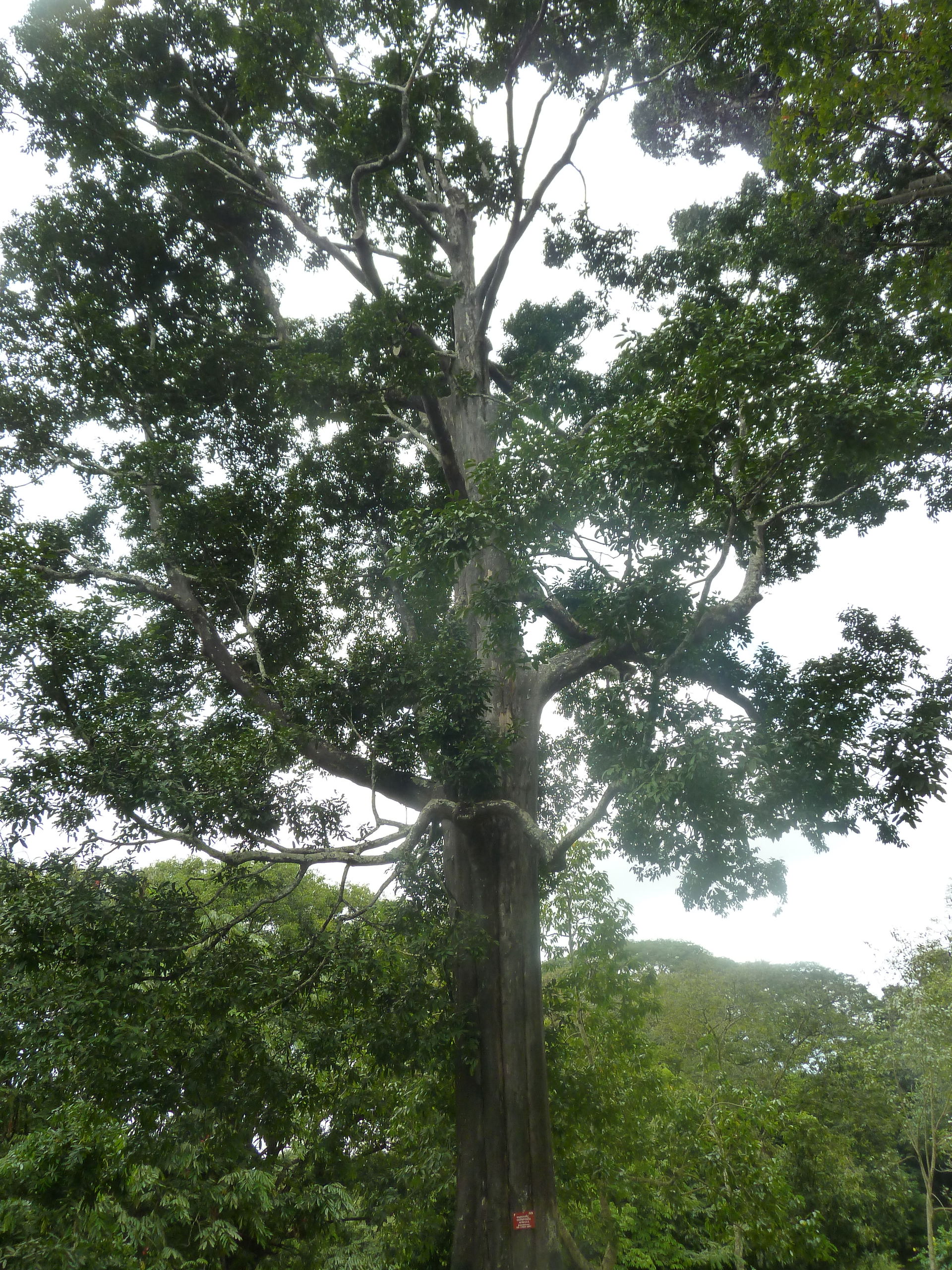 Diospyros Atrata dans le Jardin botanique de Peradeniya à Kand…