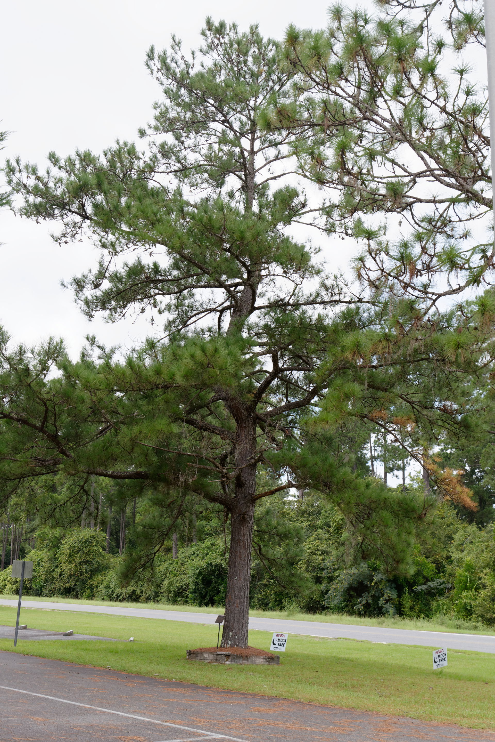 Moon Tree in Waycross, Georgia, U.S. This loblolly pine tree g…