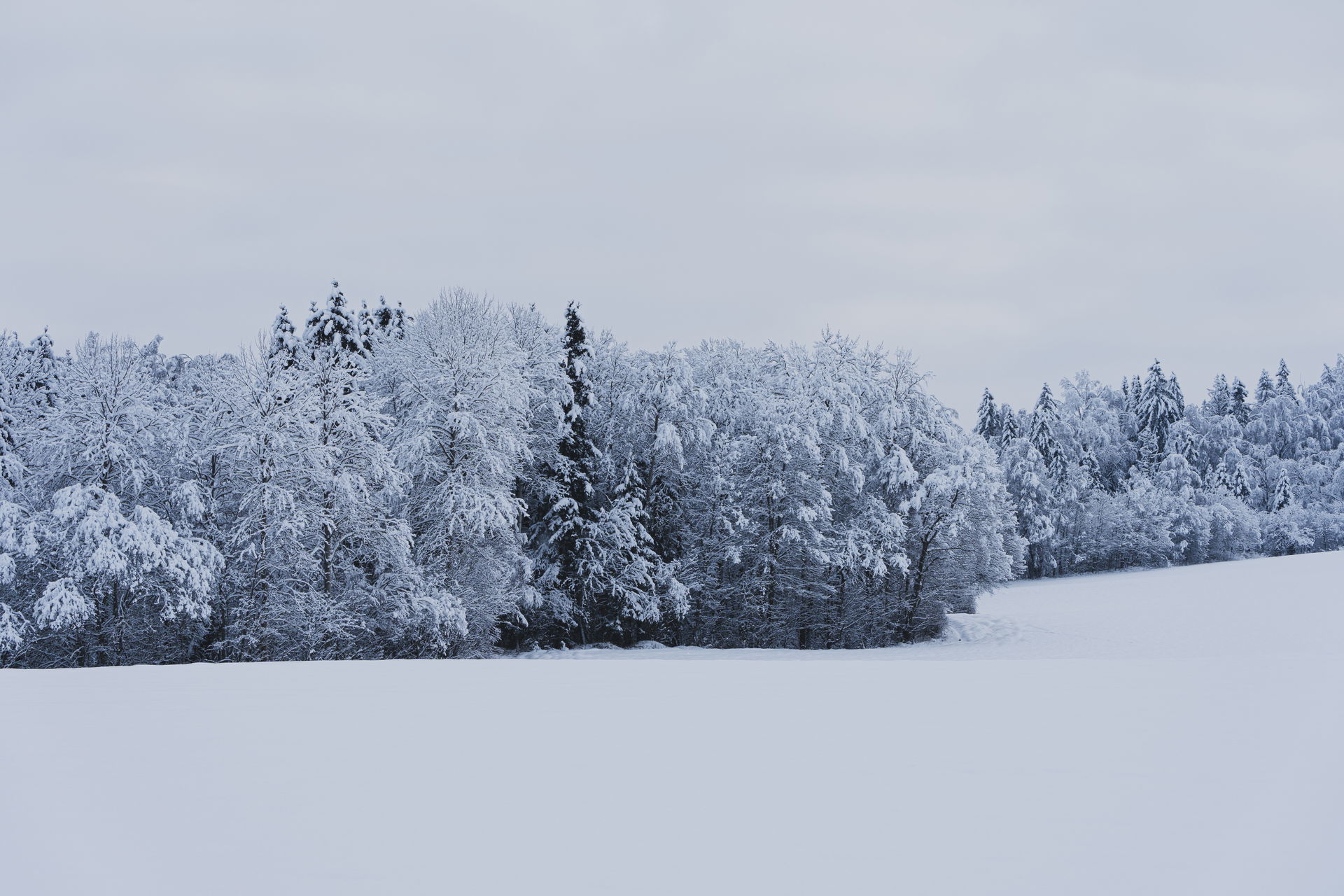 Forest along Riselva River at Toten, Norway, in winter, with sn…