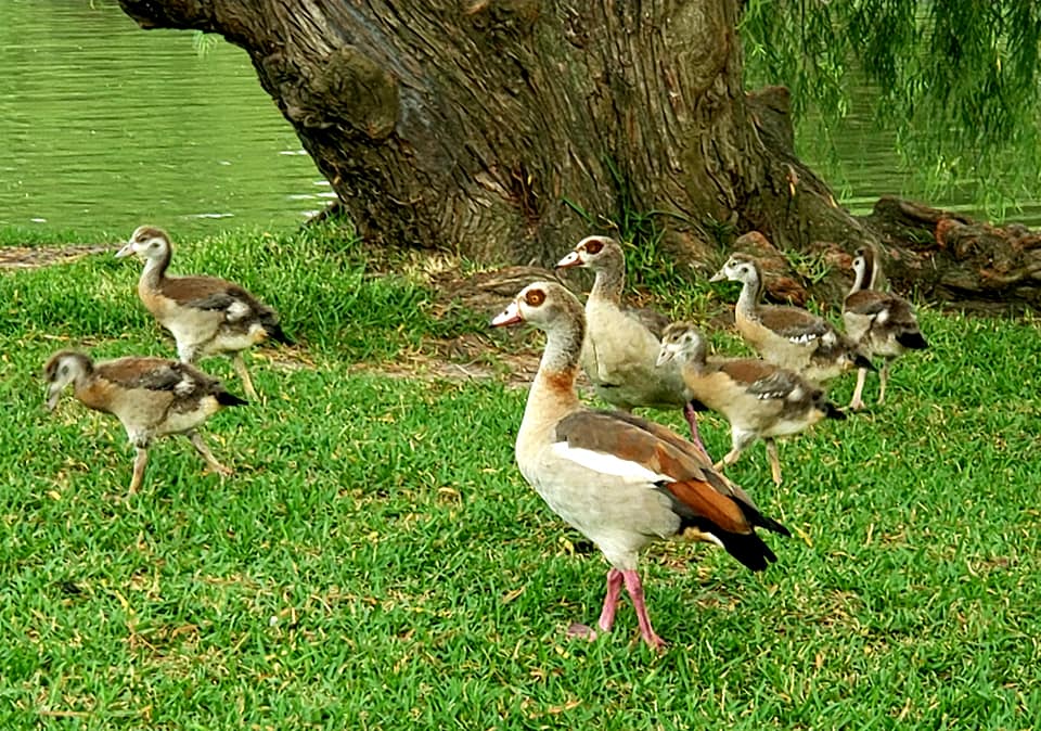 Egyptian Goose, Kingwood Tx, West Fork San Jacinto River