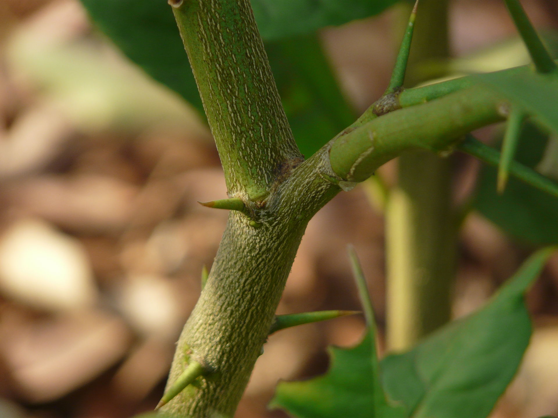 Rutaceae (ruta, or citrus family) » Citrus medica L.
SIT-rus --…