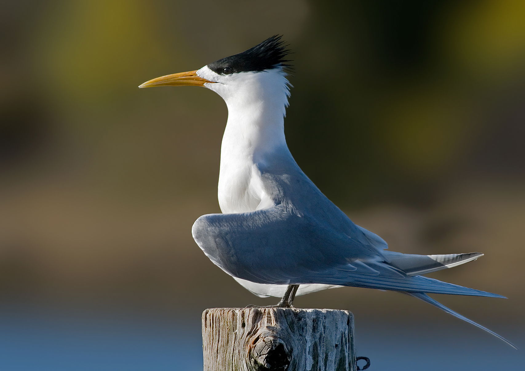Crested Tern (Sterna bergii), in breeding plumage, displaying i…