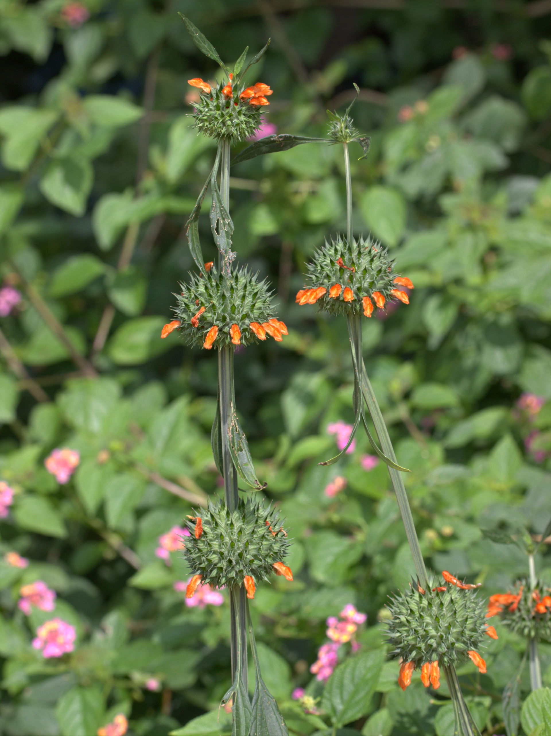Flora in Doddaballapura