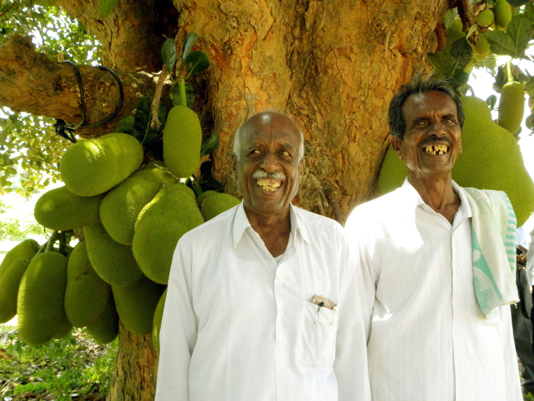These farmers in Hadonahalli village, Doddaballapura District, …