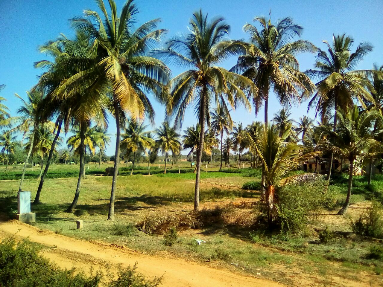 దొడ్బలాపూర్ అవతల పొలాలు