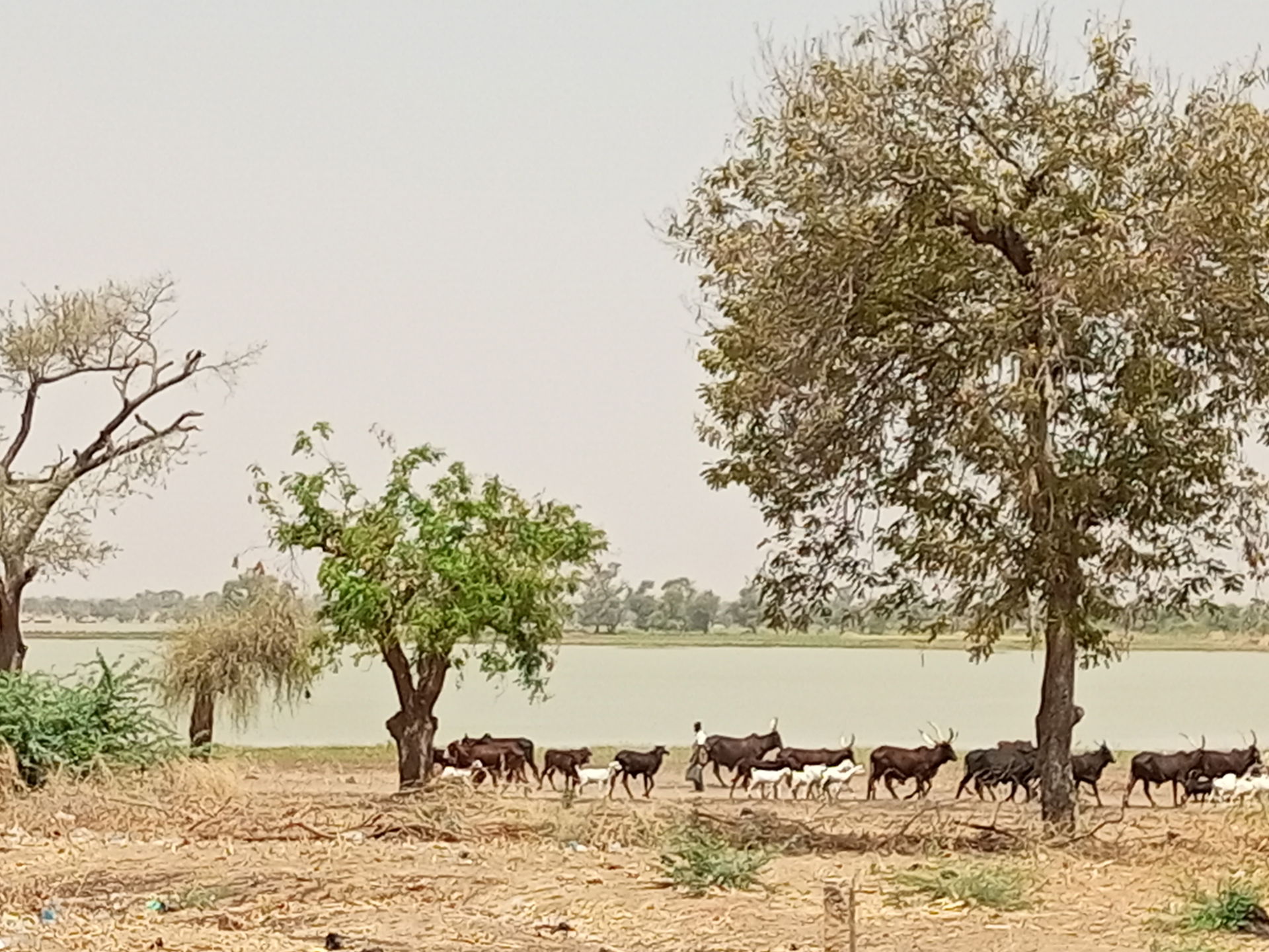 Une vue du lac de Madarounfa avec des troupeaux de passage