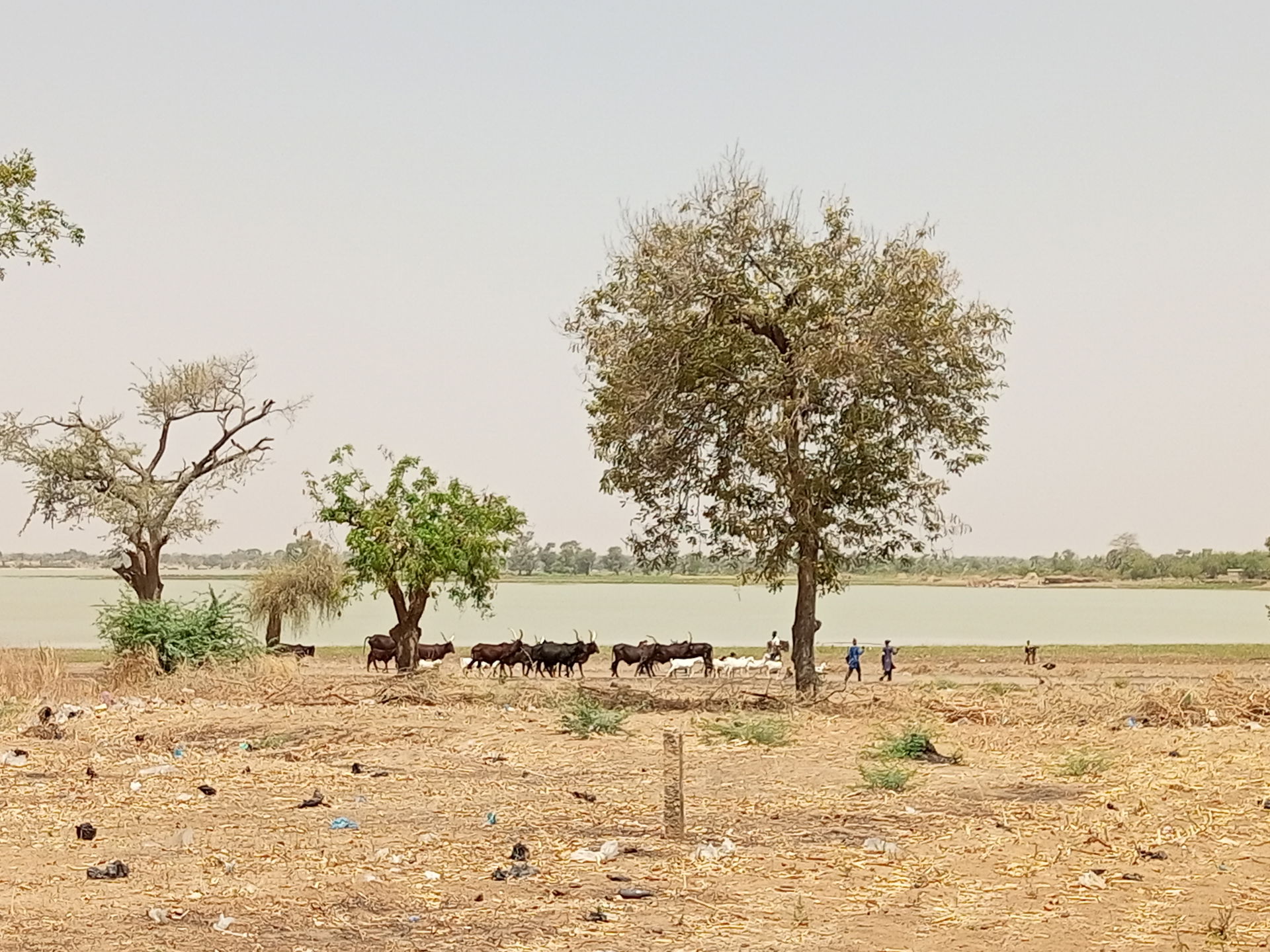 Une vue du lac de Madarounfa avec des troupeaux de passage