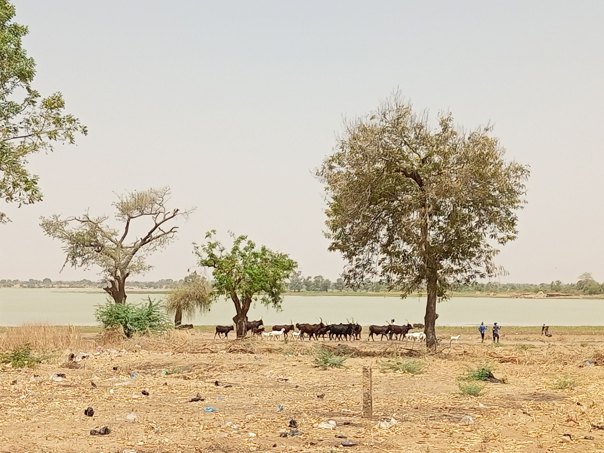 Une vue du lac de Madarounfa avec des troupeaux de passage