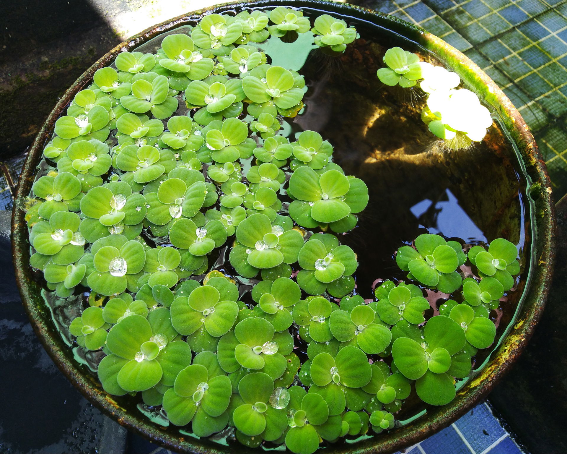 Pistia stratiotes is a aquatic plant.