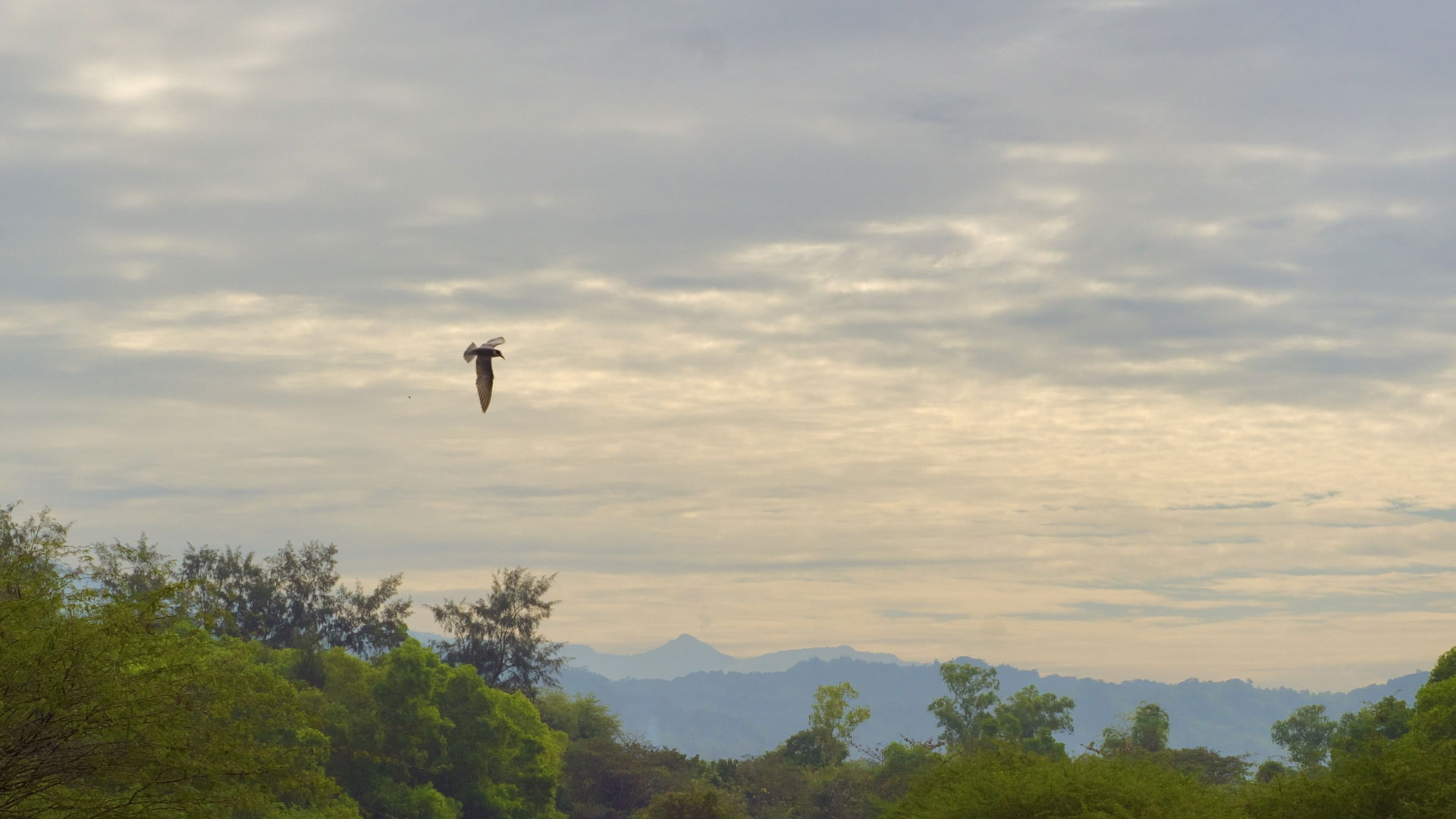 A Whiskered Tern Chlidonias hybrida flying around to catch fish…