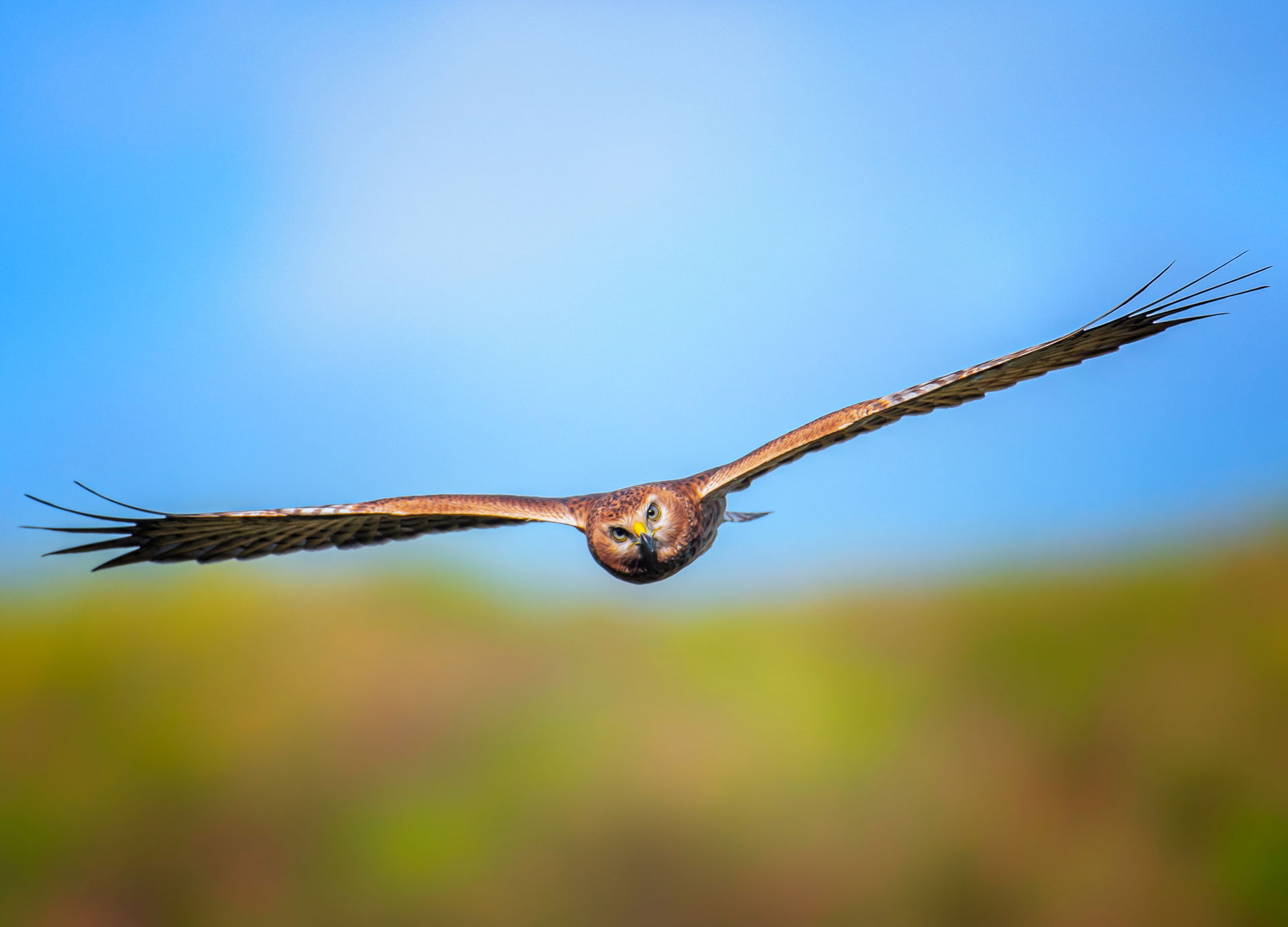 A female Pied harrier (Circus melanoleucos) in flight. Photogra…