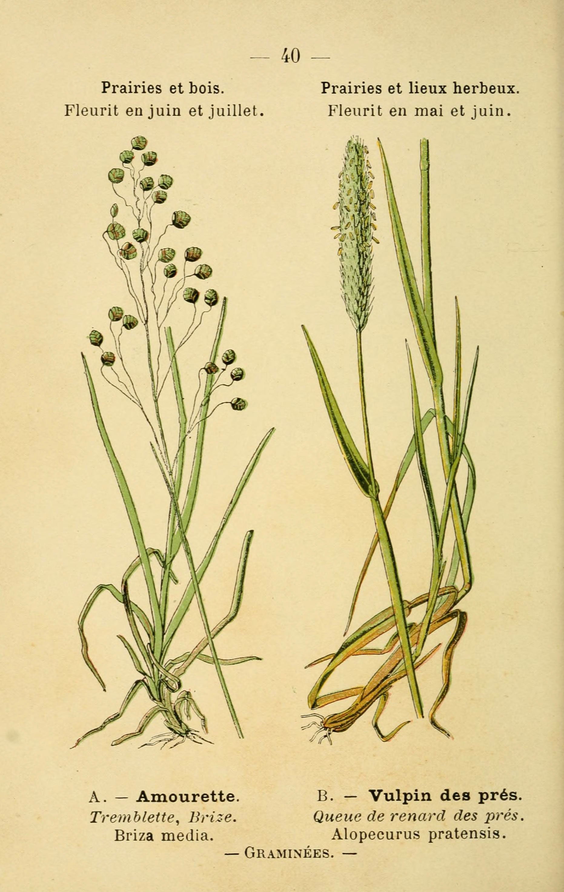 — 40 —
Prairies et bois. Prairies et lieux herbeux.
Fleurit e…