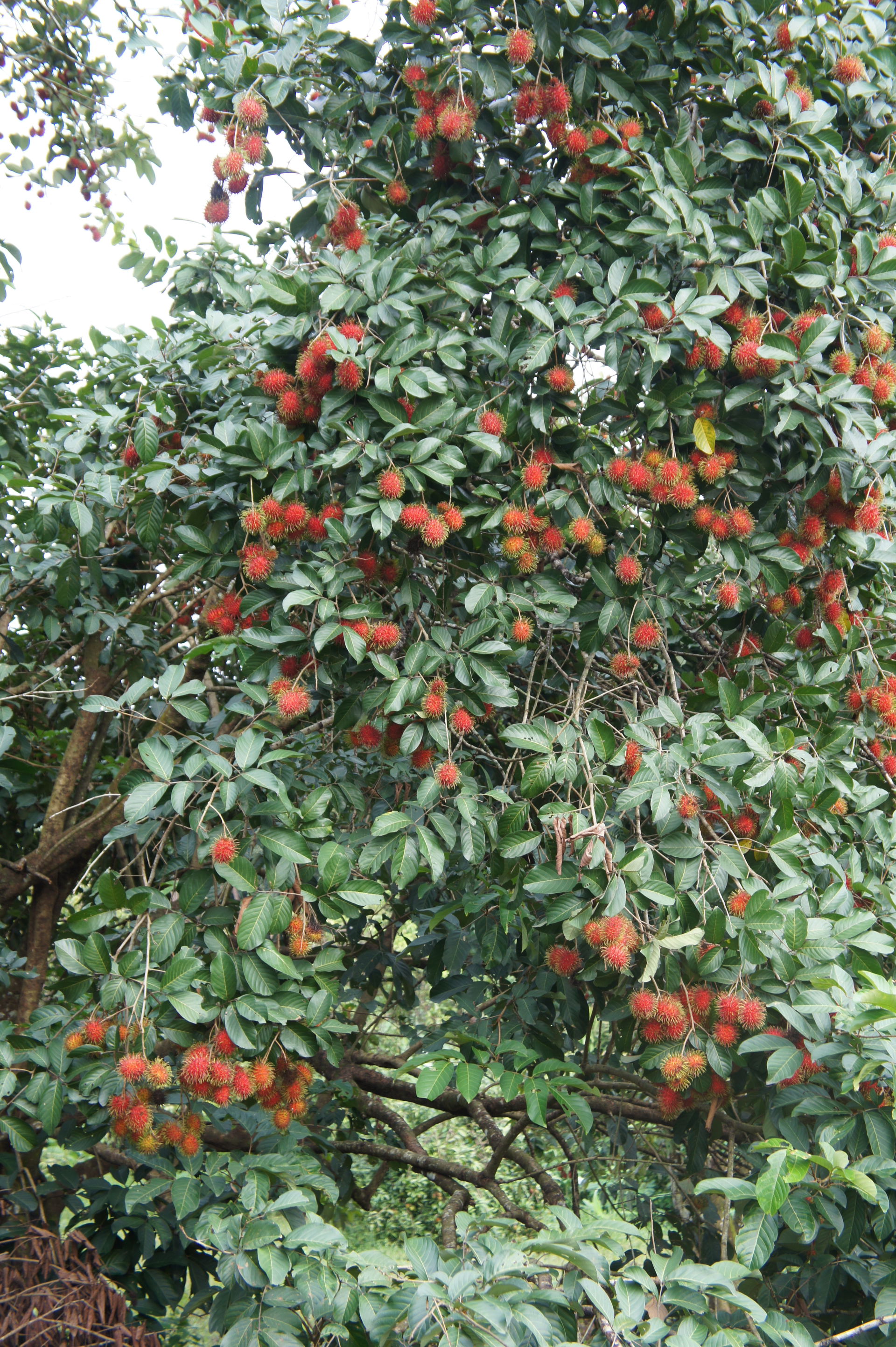 Rambutan tree (Nephelium lappaceum). Location: Serdang, Selango…