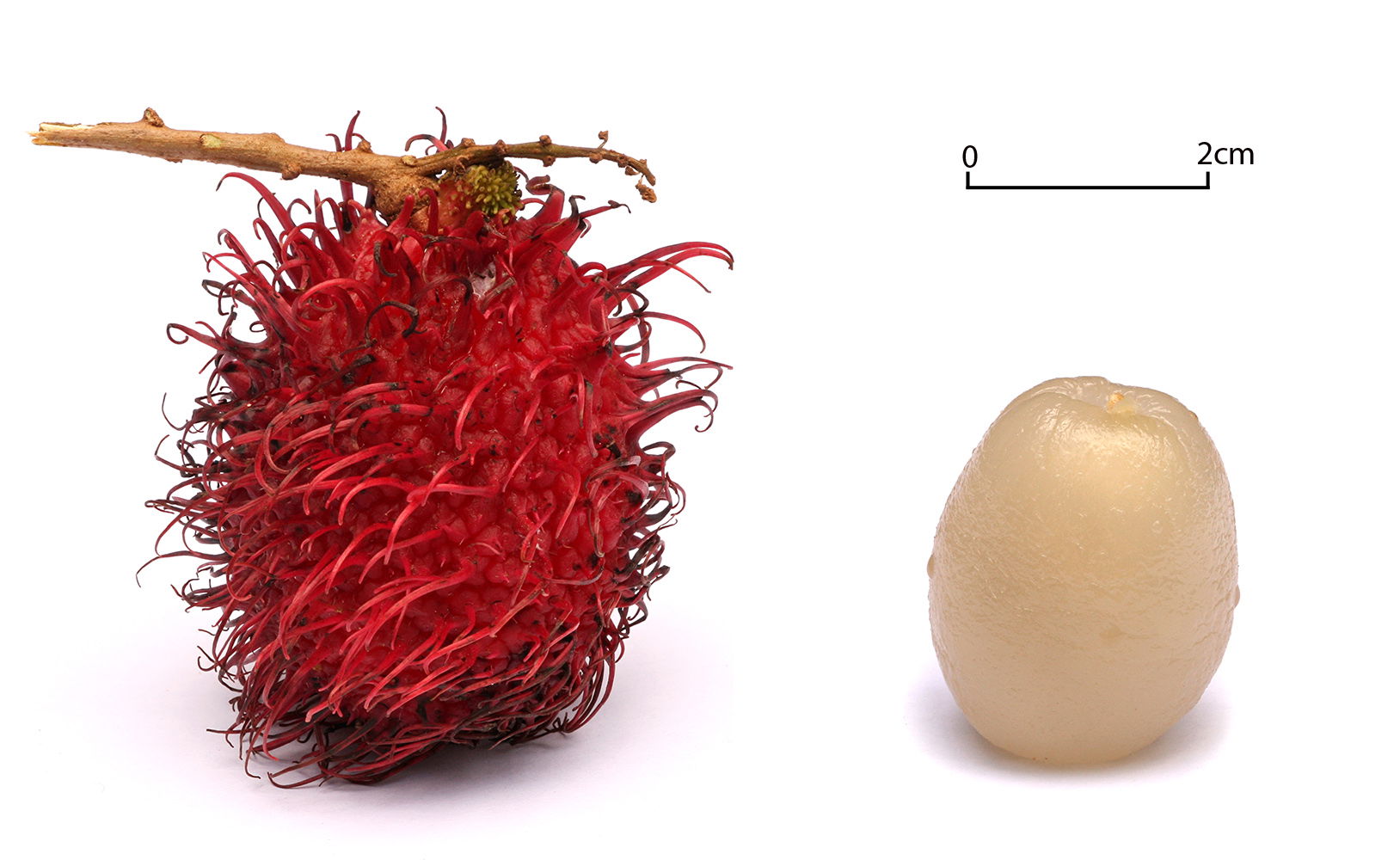 Rambutans on a white background.
