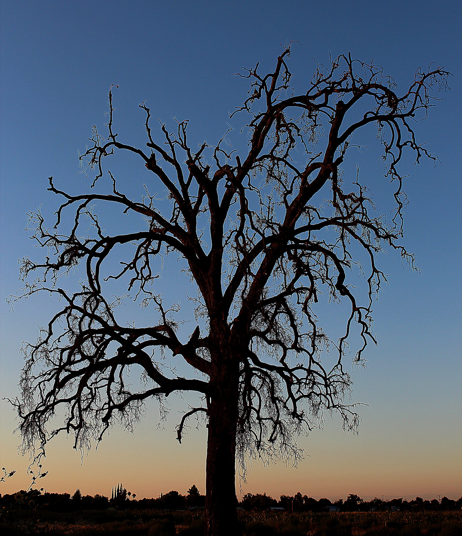 Dead Oak Tree-Hanford California