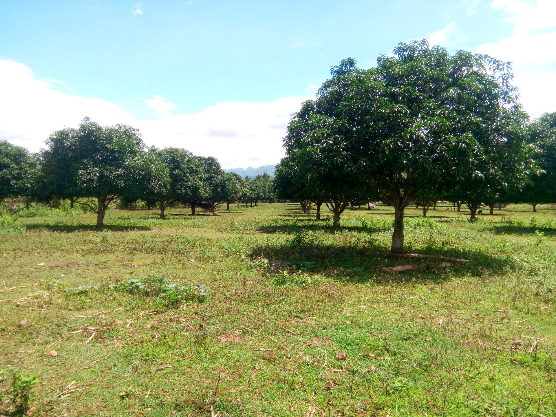 As a Rice Granary of Davao del Sur , We Love Kialegnon