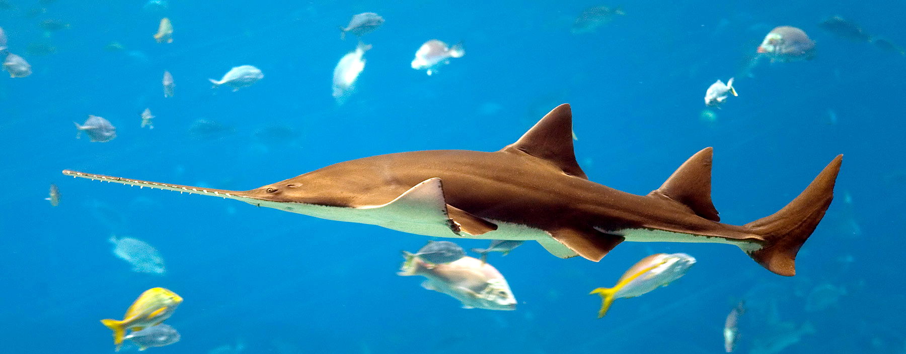 A common sawfish (Pristis pristis; P. microdon &amp; P. perotte…