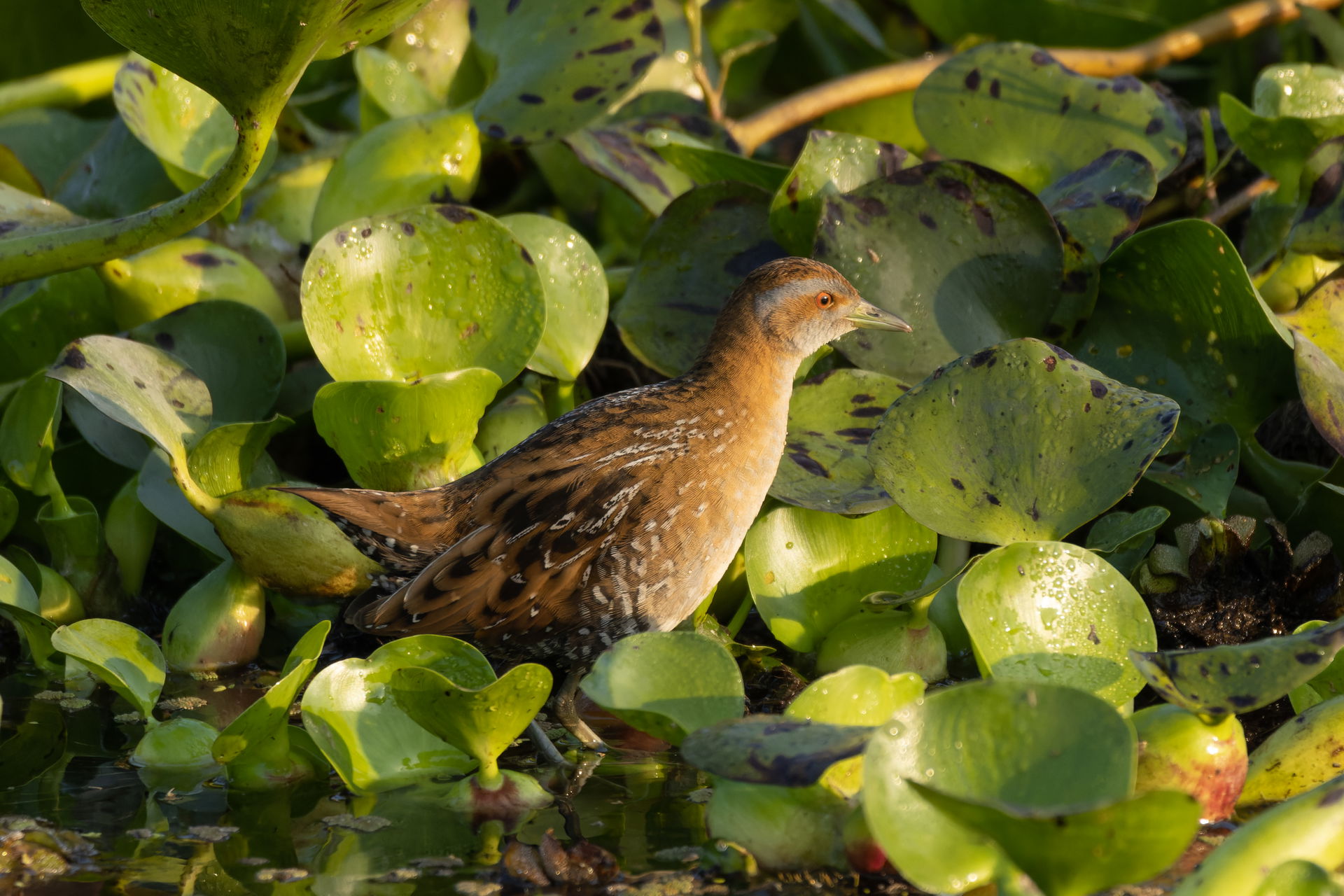 Zapornia pusilla (Baillon's crake, also known as the marsh crak…