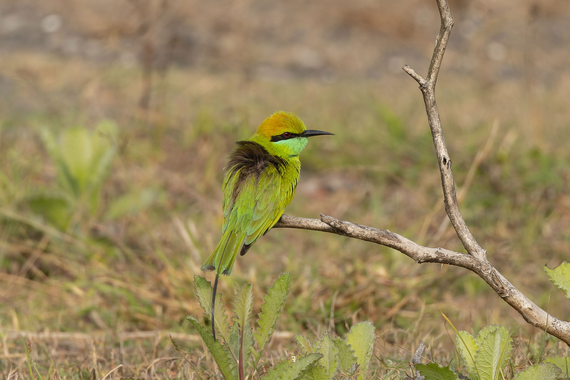 Asian green bee-eater (Merops orientalis) in Baruipur, West Ben…