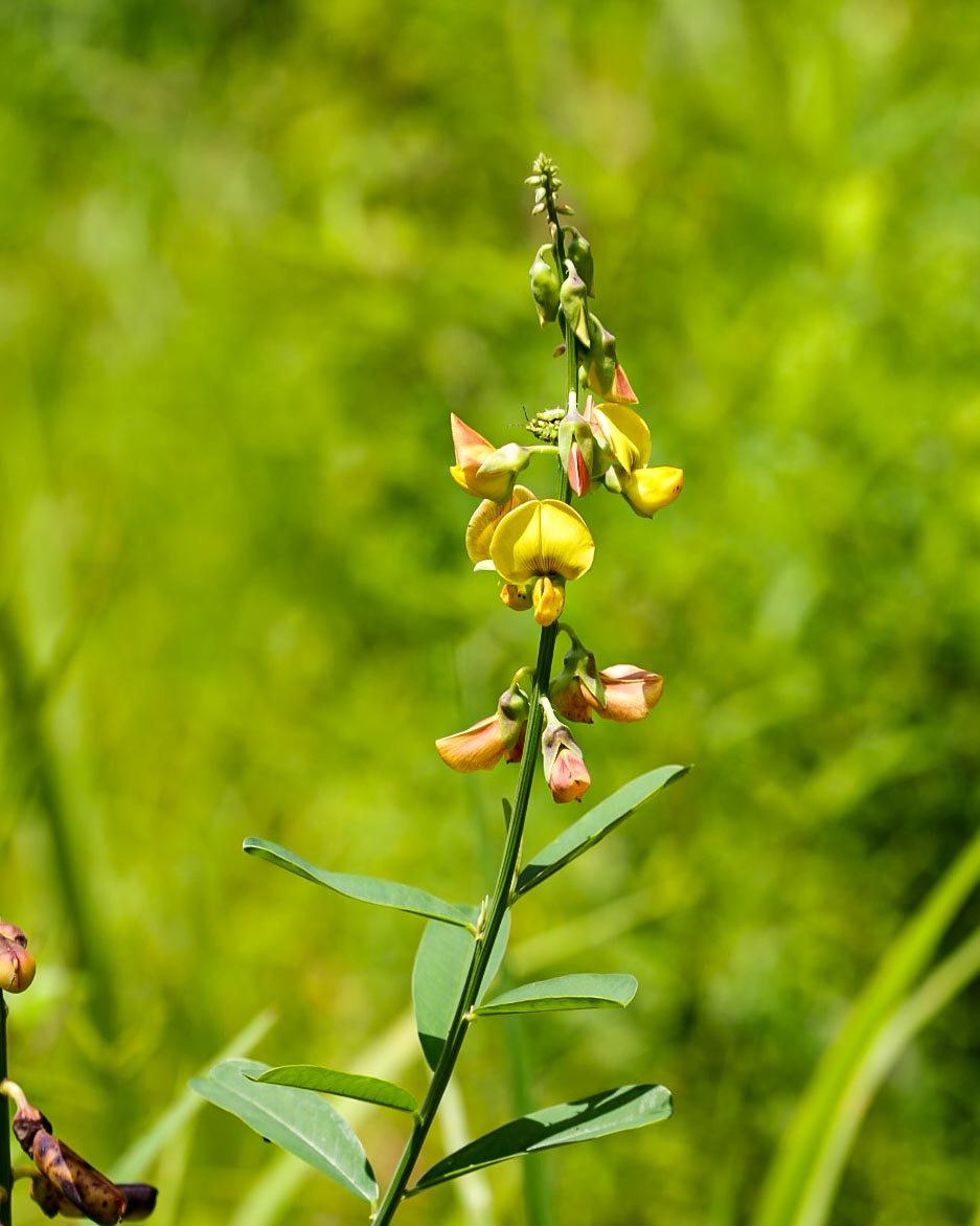 Cascavelle jaune dans le parc malfakassa et fazao