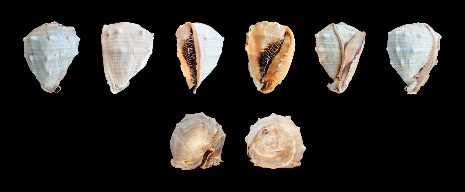Cassis madagascariensis Lamarck, 1822 from Margarita Island