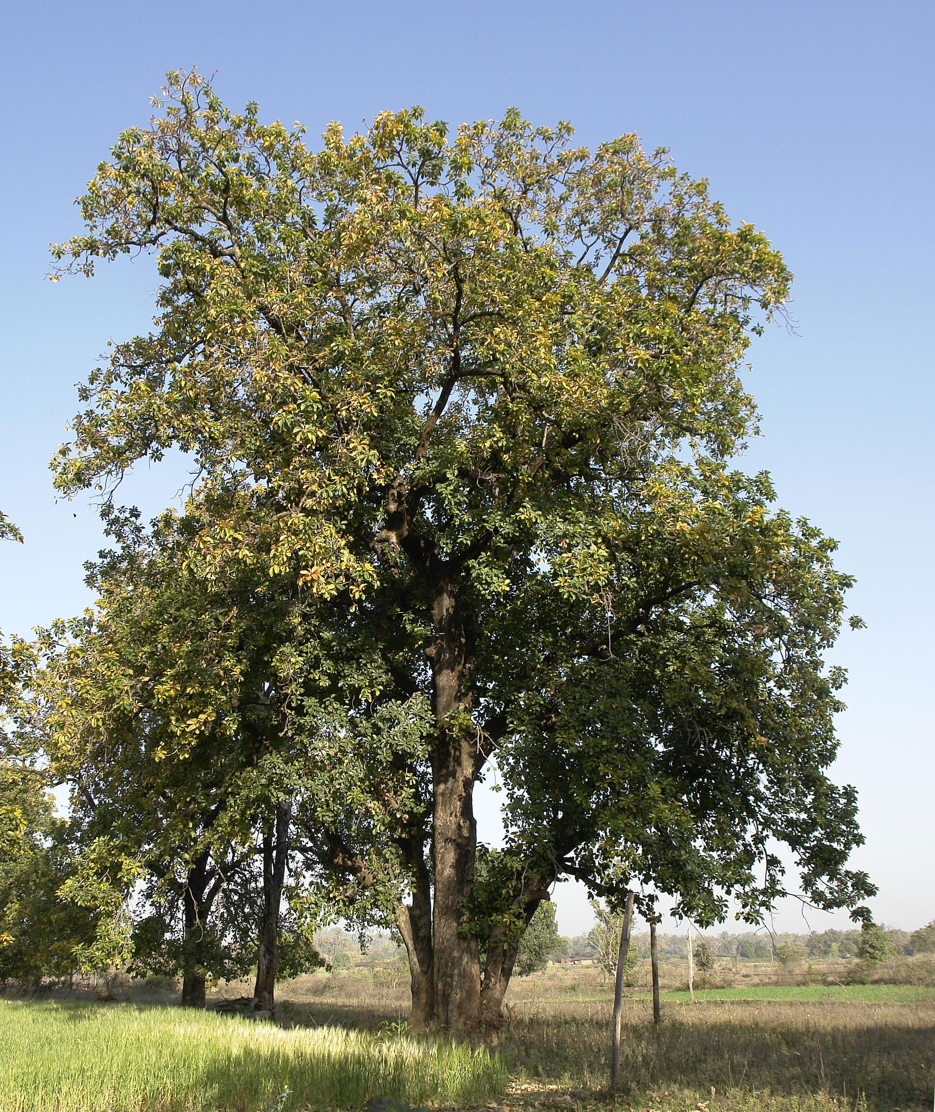 Mahwa tree (Madhuca longifolia), Umaria district, Madhya Prades…