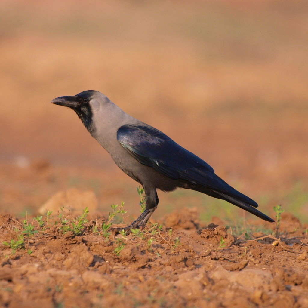 House Crow (Corvus splendens) in Dhrangadhra