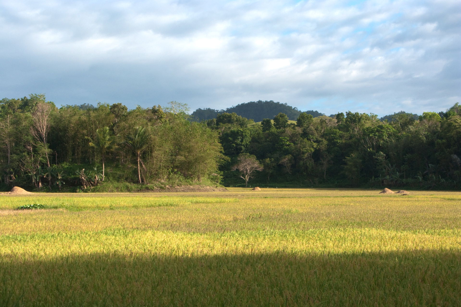 Nature of Bohol Island, Philippines.