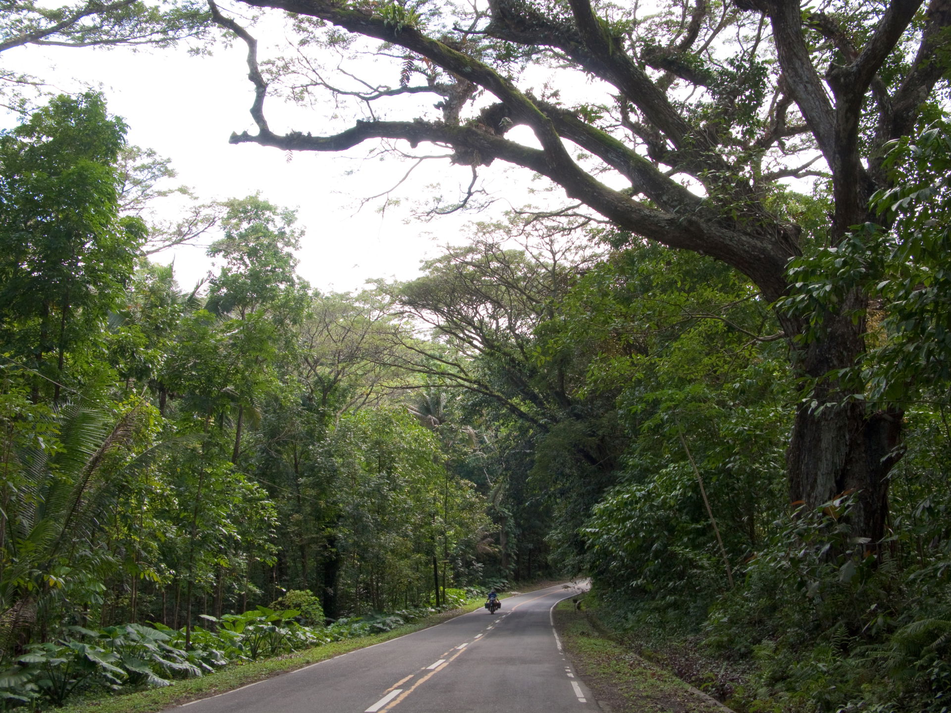 Forest road in Bohol Island, Philippines.