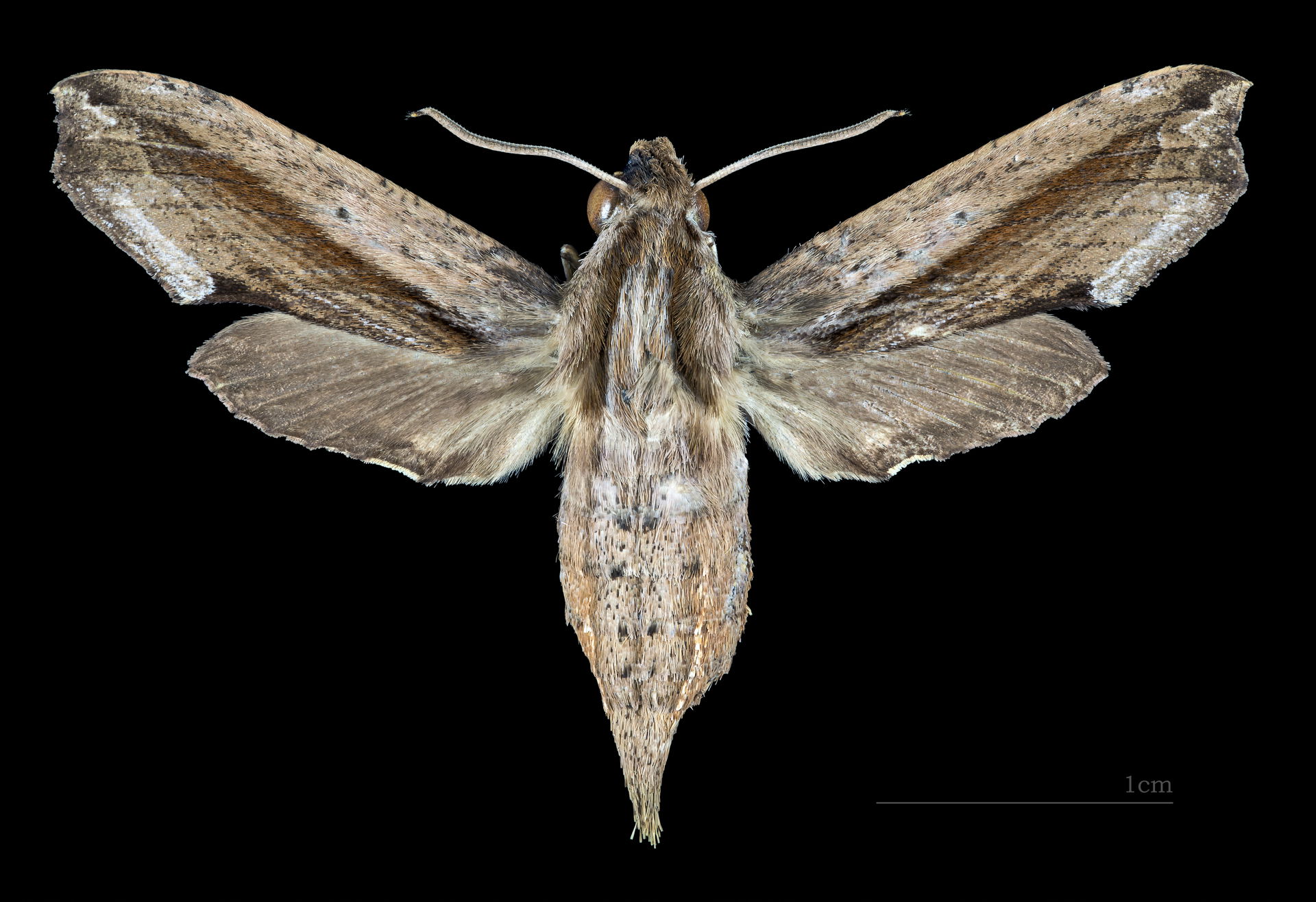 Eupanacra automedon - Dorsal side
Collection of the Mathematici…
