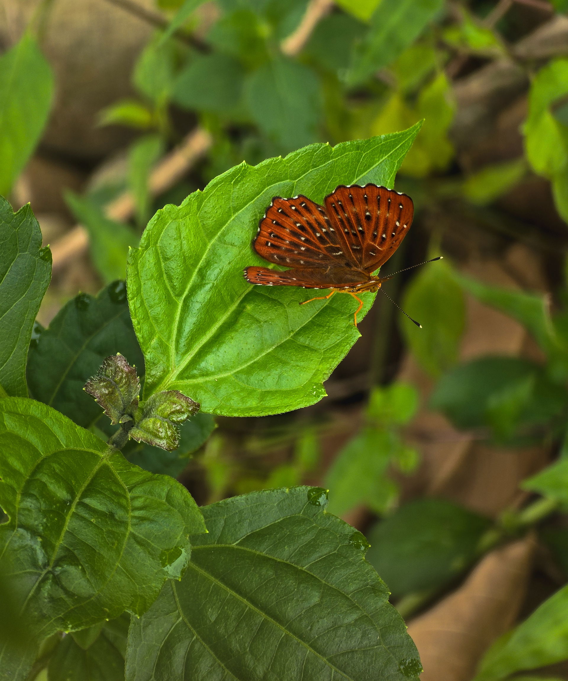 A Zemeros flegyas at Dullung Reserve Forest, Lakhimpur, Assam