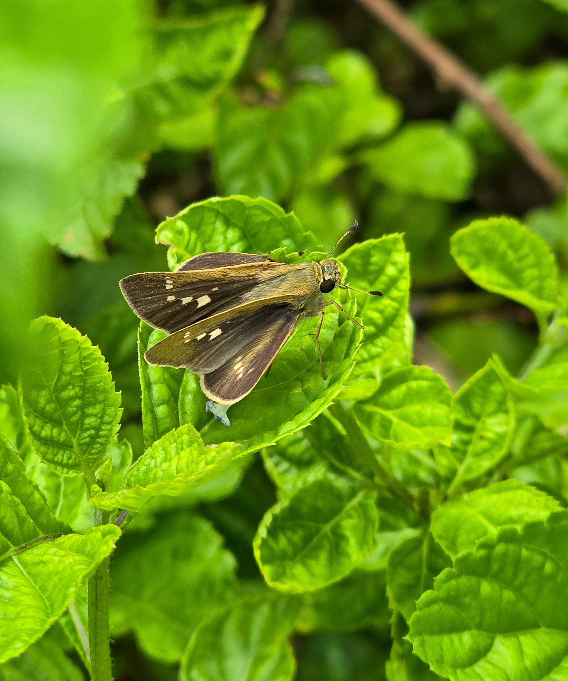 Borbo cinnara, commonly known as Rice swift seen in Dullung Res…