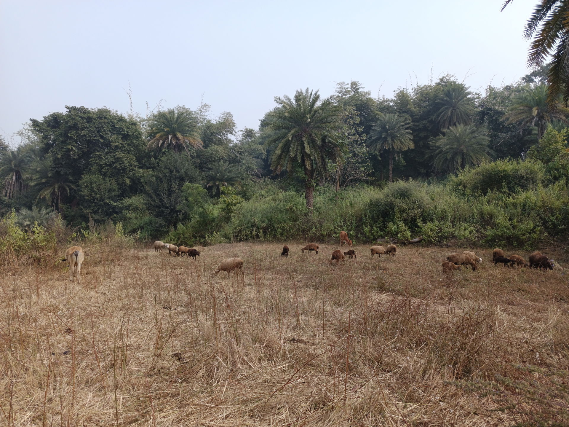Chatra village area