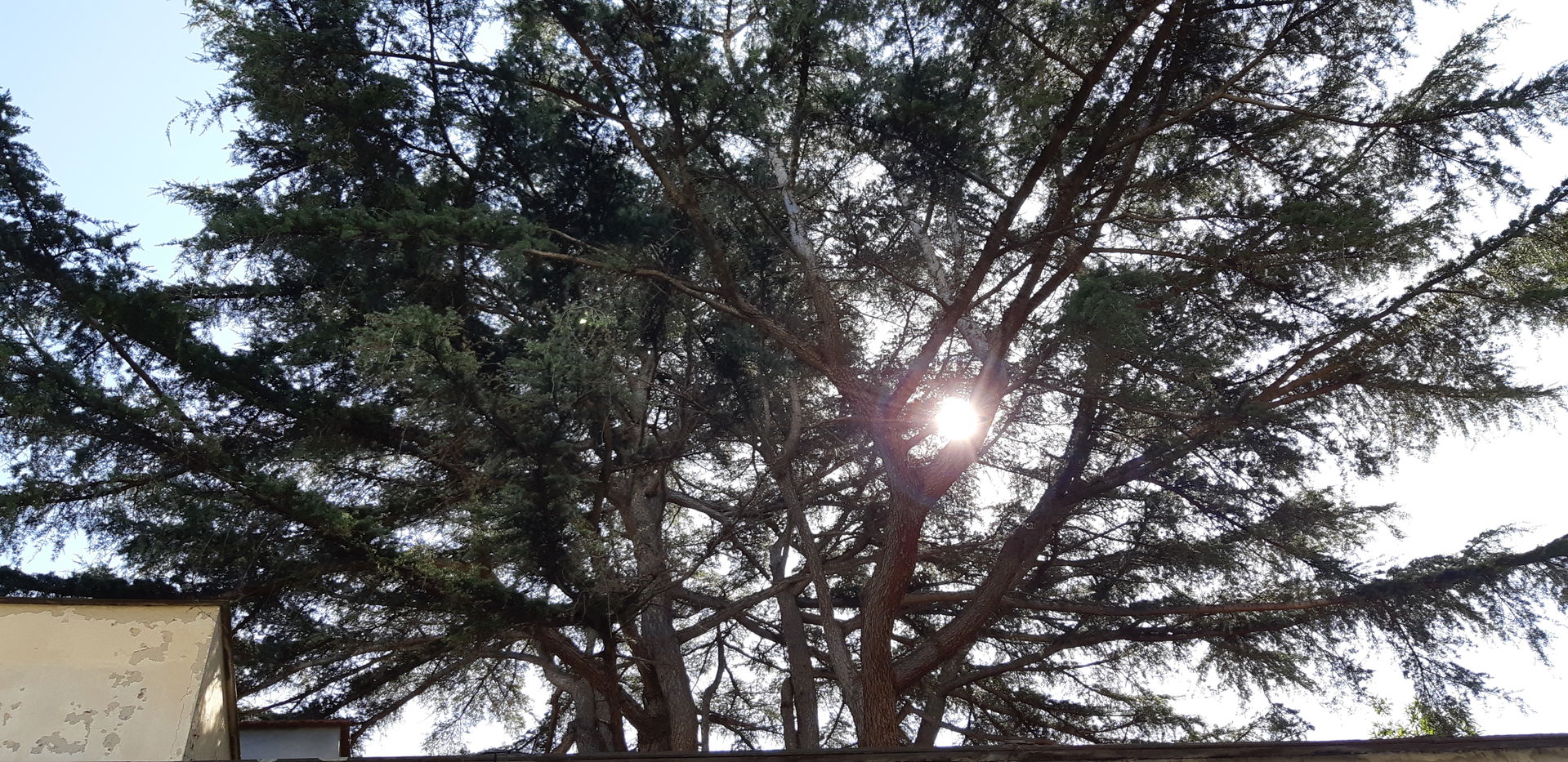 cedro dell'Himalaya 1