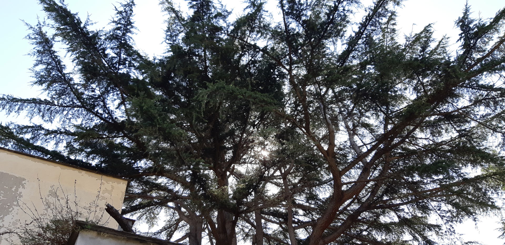 cedro dell'Himalaya 2